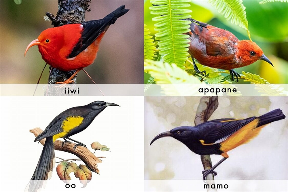 主に使用されていた鳥の種類