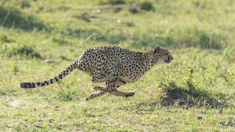 世界最速「チーター」の弱点