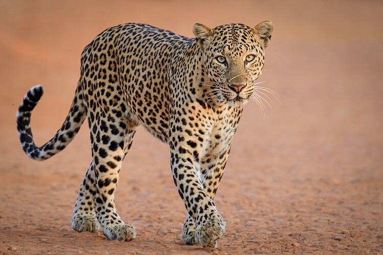 「ヒョウ」はどんな動物？