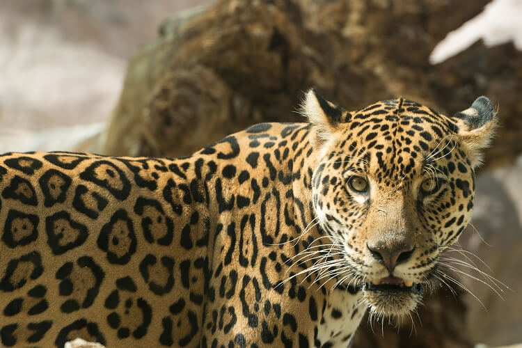 「ジャガー」はどんな動物？