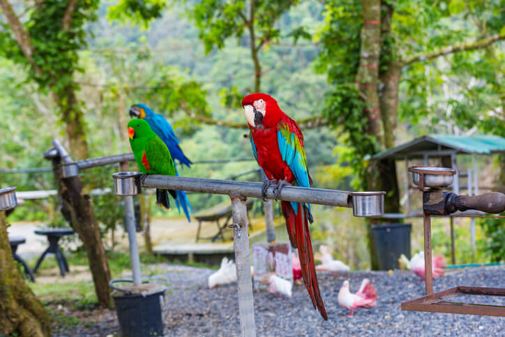 オーストラリアに生息する鳥の特徴