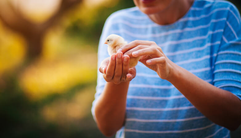 オーストラリアの鳥の保護活動