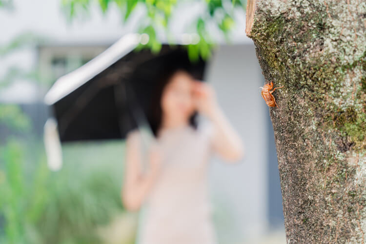 身の回りでセミと遭遇しがちな理由は？