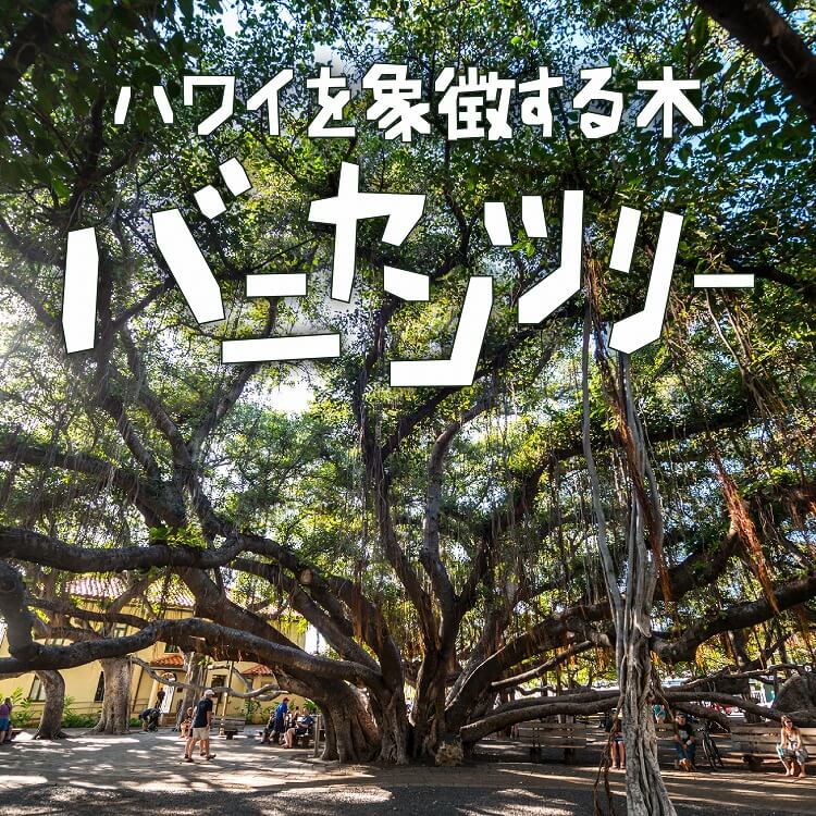 ハワイを象徴する木「バニヤンツリー」って？その魅力に迫る！