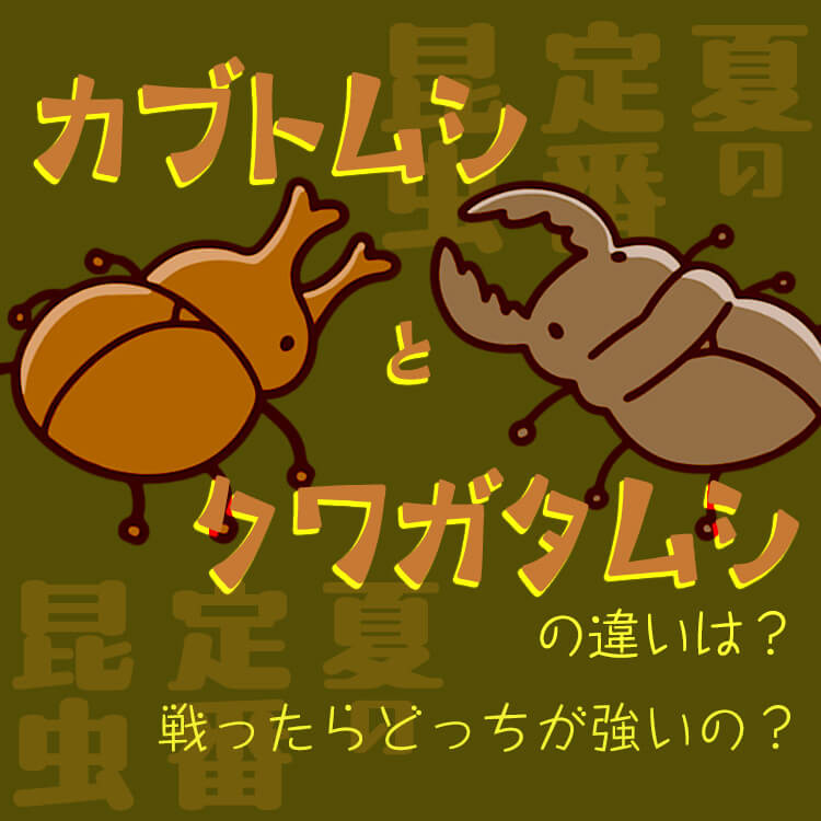 夏の定番昆虫――カブトムシとクワガタムシの違いは？戦ったらどっちが強いの？