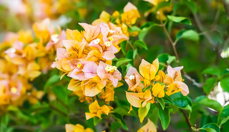 黄色のブーゲンビリアの花言葉