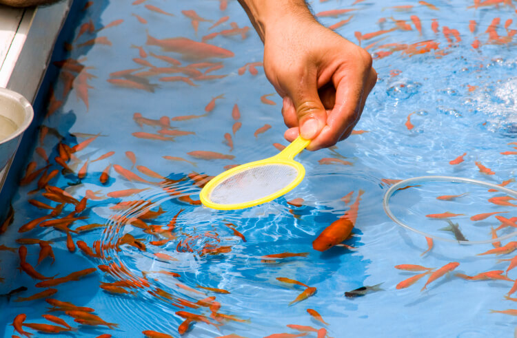 金魚すくいのコツを徹底解説！！