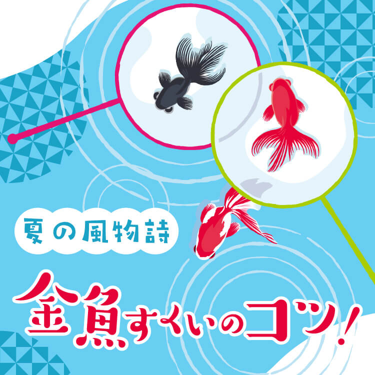 金魚すくいのコツとゲットした金魚の飼育方法について、分かりやすく徹底解説！