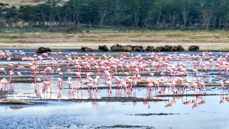 大地溝帯にあるケニアの湖沼群の１つ、フラミンゴが美しいナクル湖