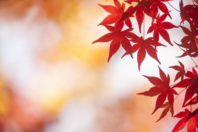 貴族が紅葉を見に出かけることを狩りに見立てたから