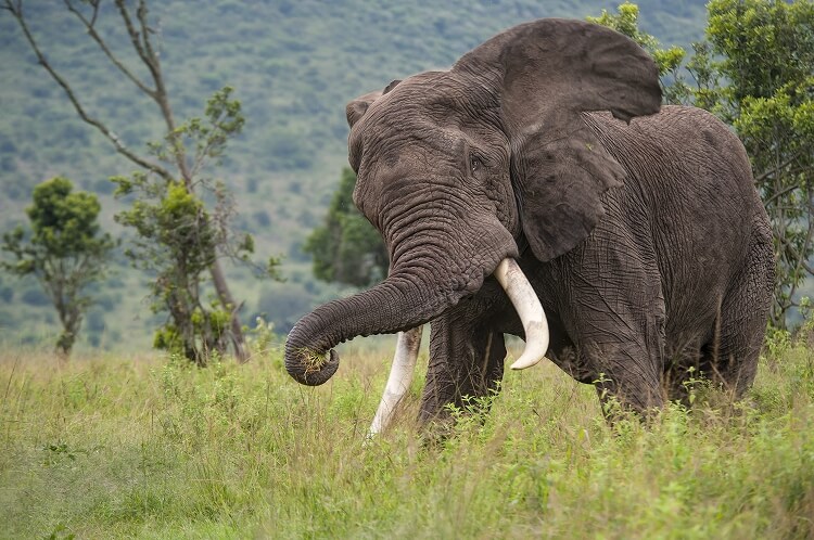 陸上生物のなかで最大！アフリカゾウ