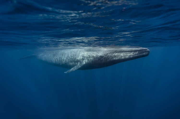 地球に存在する生き物で圧倒的大きさ！シロナガスクジラ