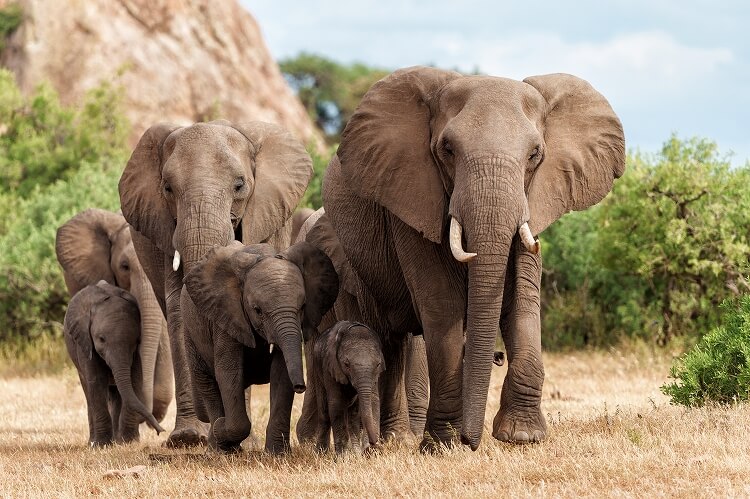 陸棲動物世界一！アフリカゾウ