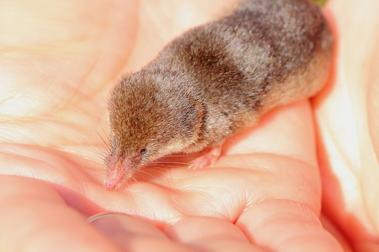 世界一小さい哺乳類！？トウキョウトガリネズミ