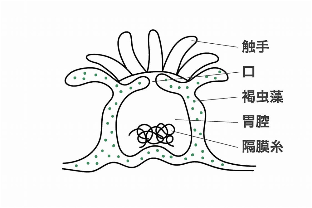 『サンゴ』と『褐虫藻』の関係