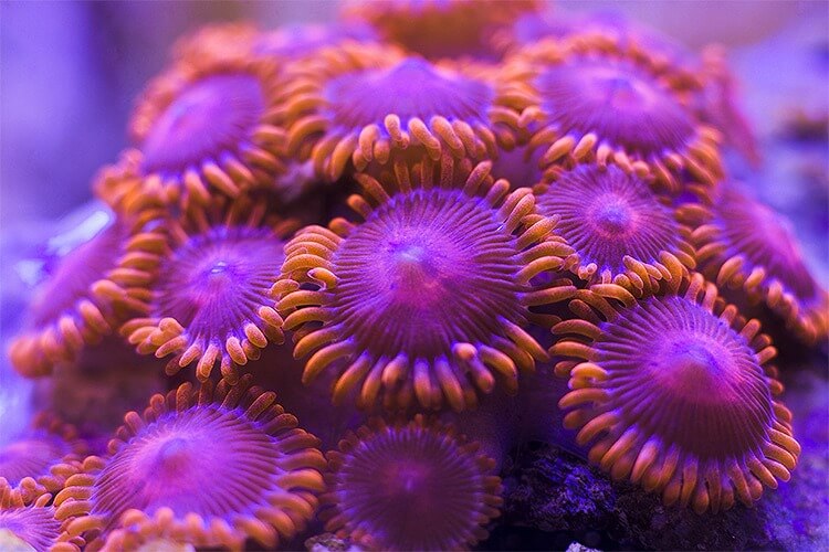 『サンゴ』は生物『サンゴ礁』は地形