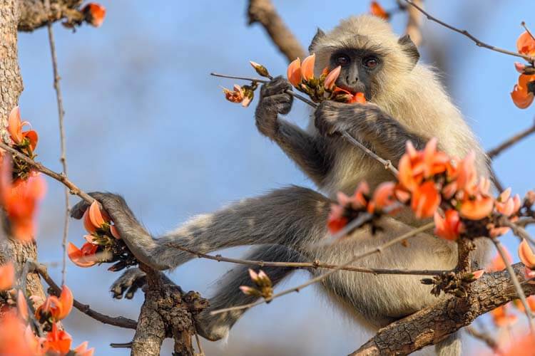 ハヌマンラングール（インドの猿）は聖なる猿