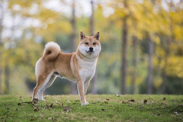 柴犬