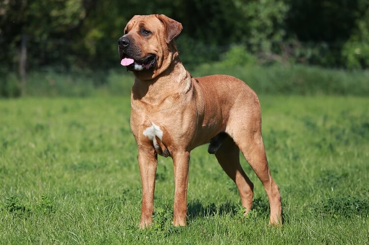 土佐犬・土佐闘犬