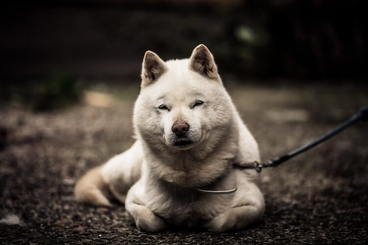 北海道犬