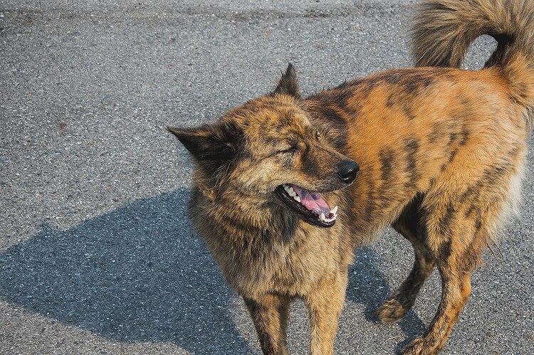 甲斐犬