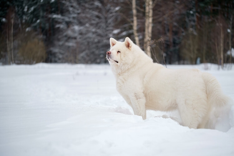 秋田犬