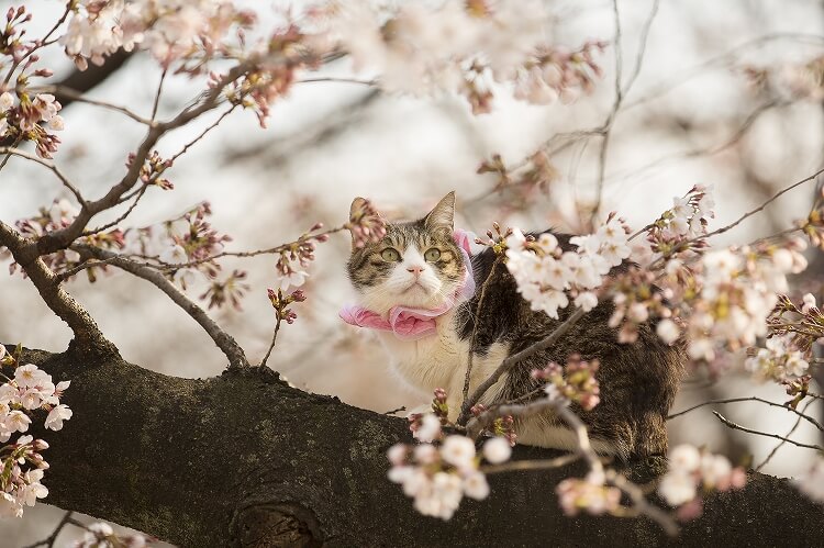 日本の猫と人の歴史