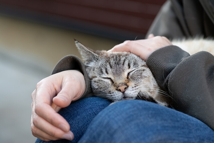 猫の歴史を知ると、もっと猫が好きになる♪