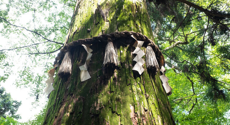 御神木や巨石など、神様が宿る場所