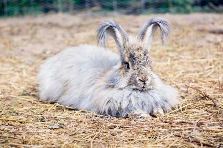 羊毛以外の代表的な動物繊維