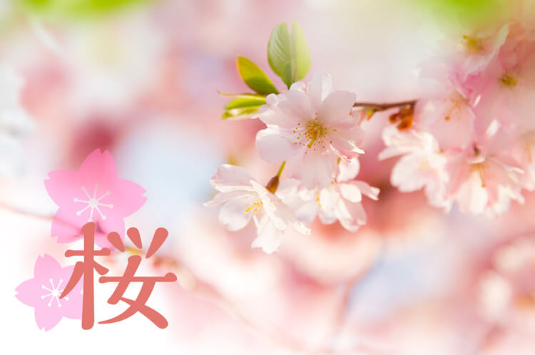 桜