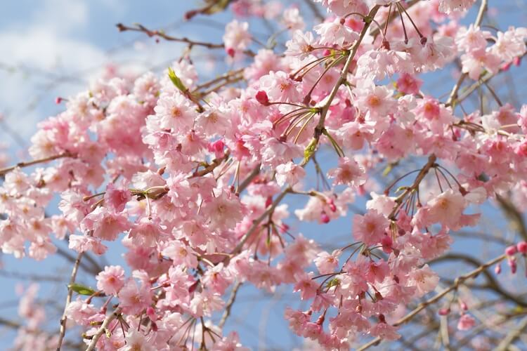 桜の種類