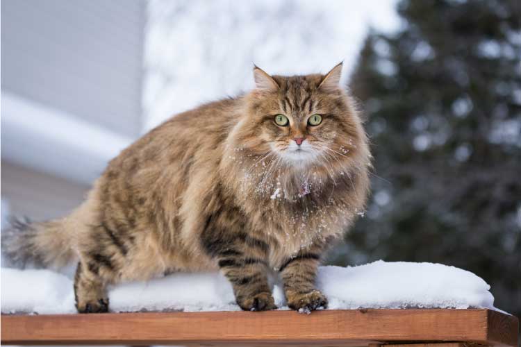 サイベリアン・フォレスト・キャット