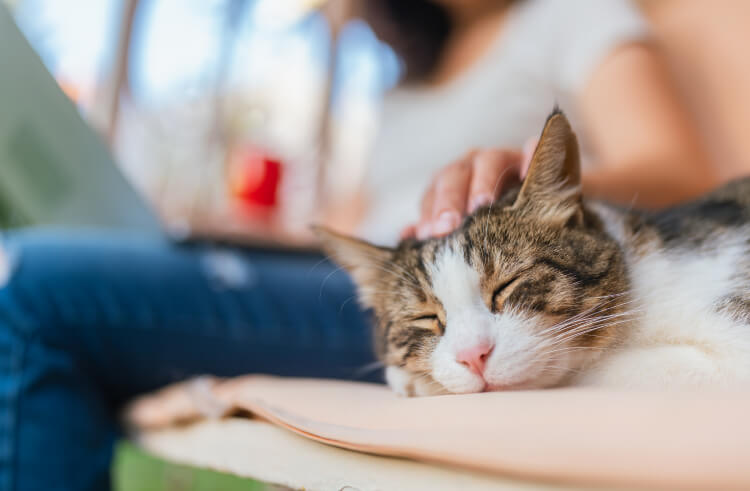 猫と日本人の関係