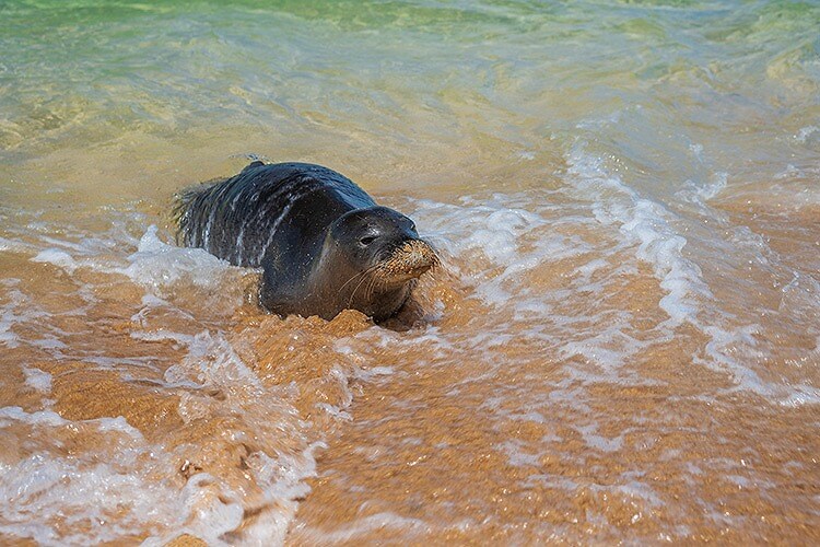 登録基準（ⅹ）絶滅危惧種の生息地でもあり、生物の多様性を示す遺産