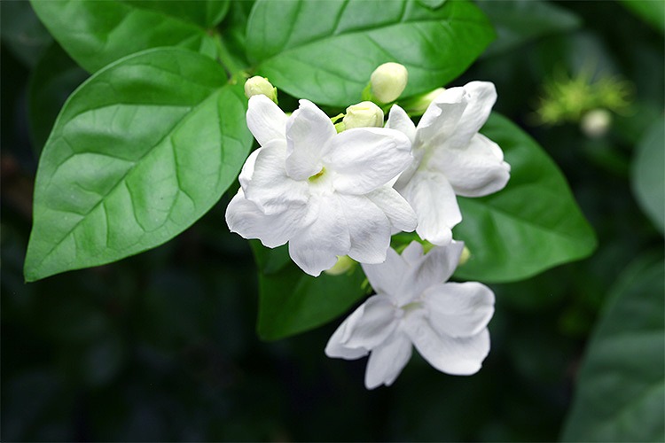 ピカケの花とは
