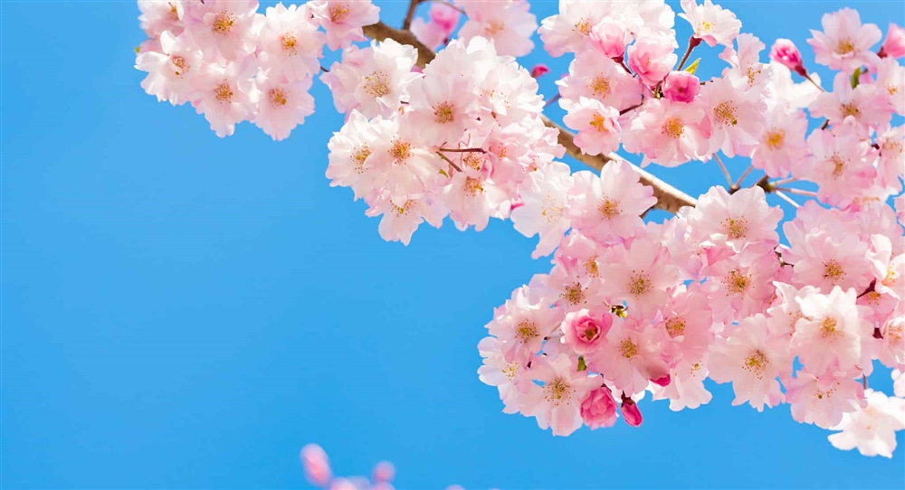 桜