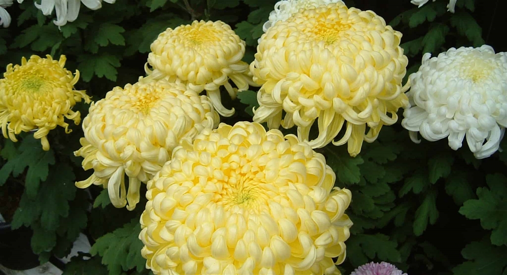菊