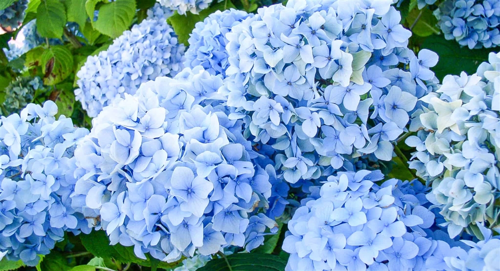 紫陽花