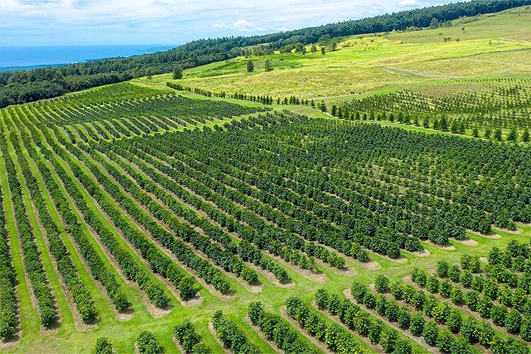 ハワイ島のコナ地区
