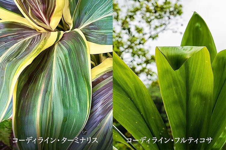 ティリーフ（ティーリーフ）の種類