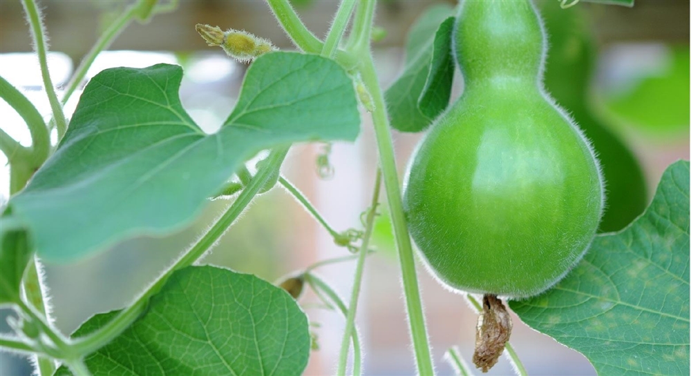 ウリ科ユウガオ属の植物