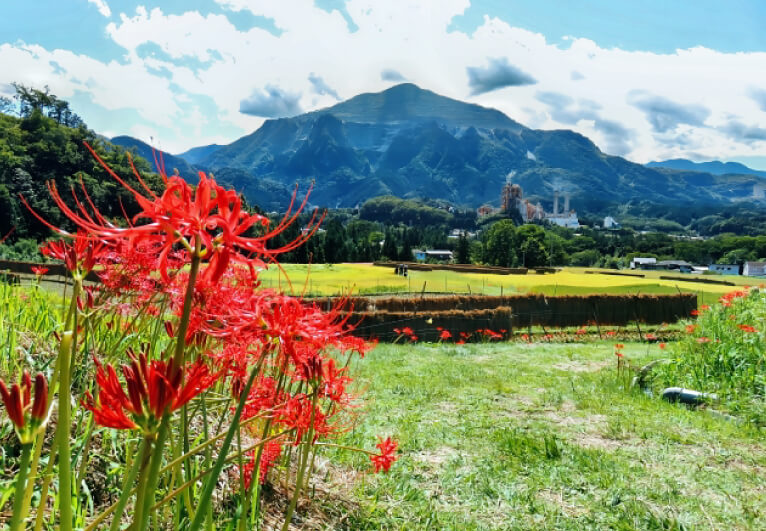 彼岸花の名前の由来とは？