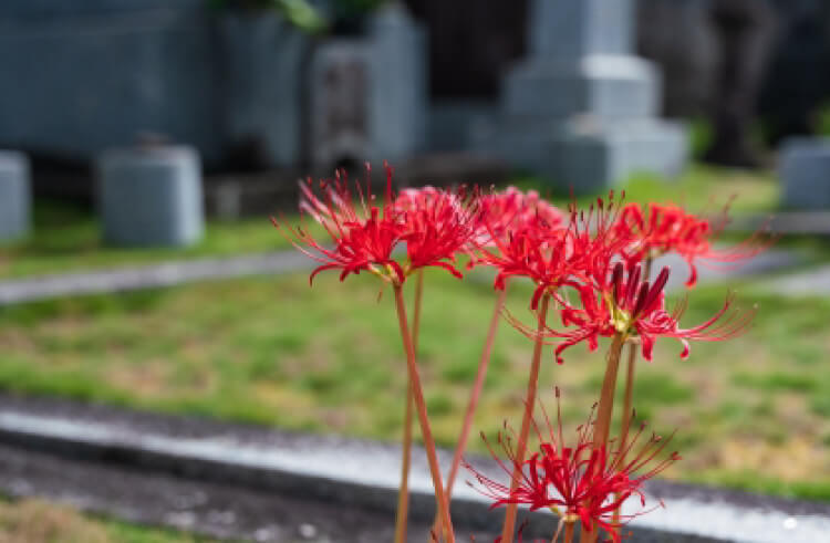 墓地に植えられていたから