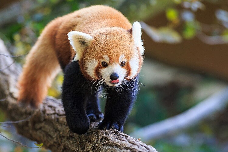 レッサーパンダ