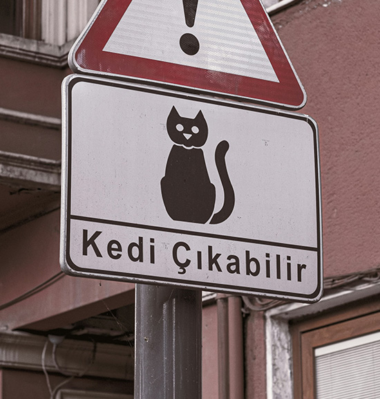猫注意