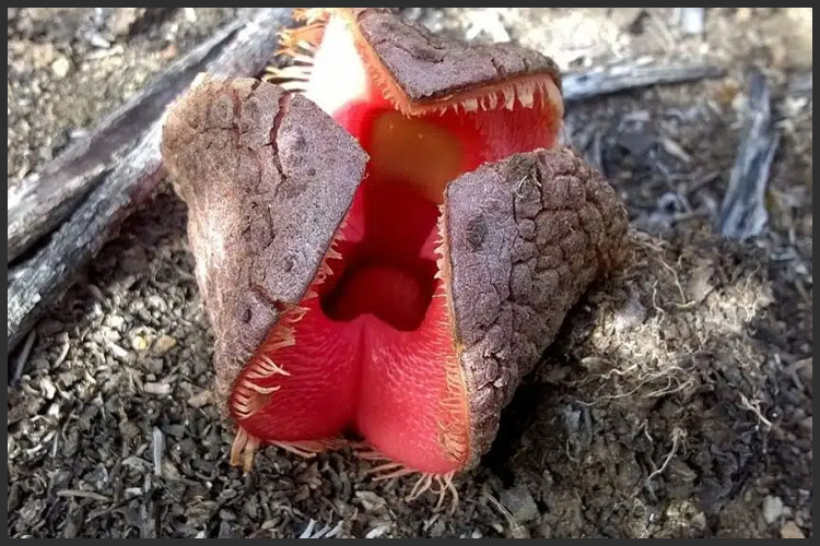 キナバルヒドノラ