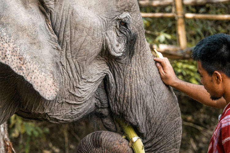象乗りの注意点