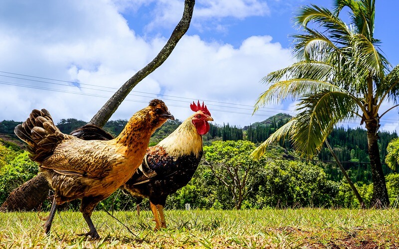 ニワトリ-モア-