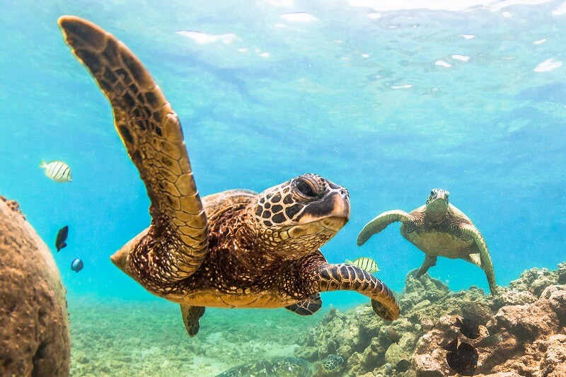 SAVE HONU PROJECT
